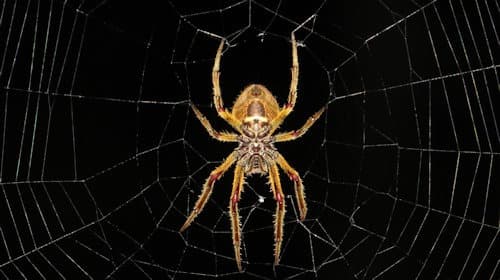 A spider — most indoor spider activity follows exterior insect populations