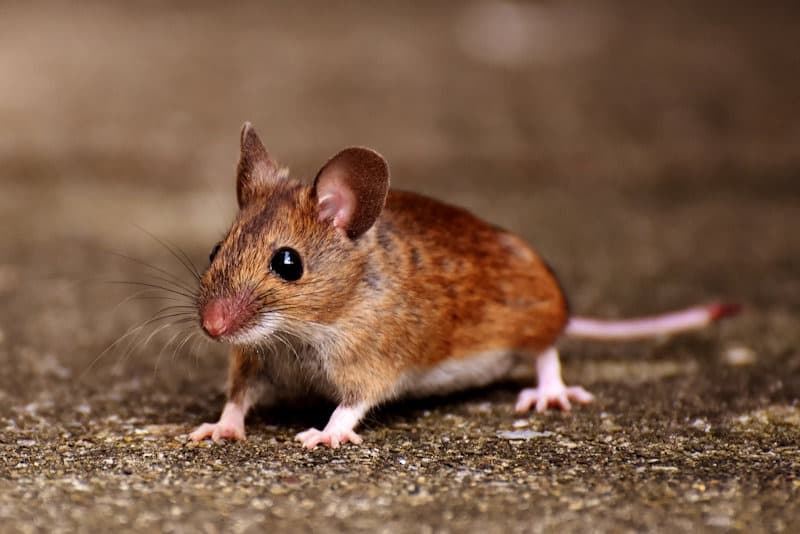 A wood mouse outside a home — rodents enter intentionally for shelter and warmth