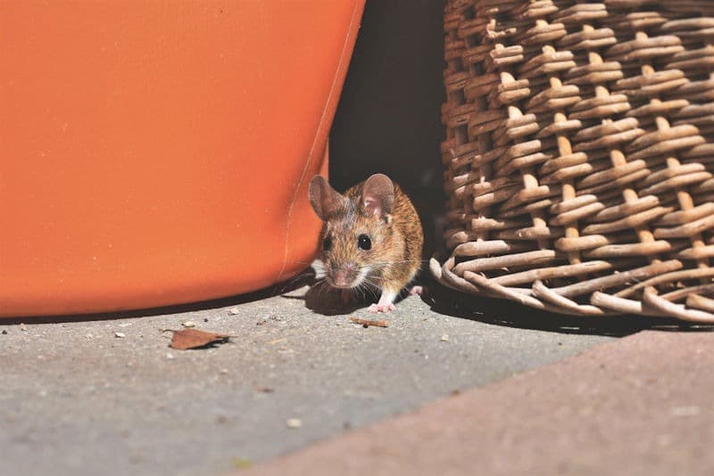 A mouse slipping in near an exterior gap by the foundation