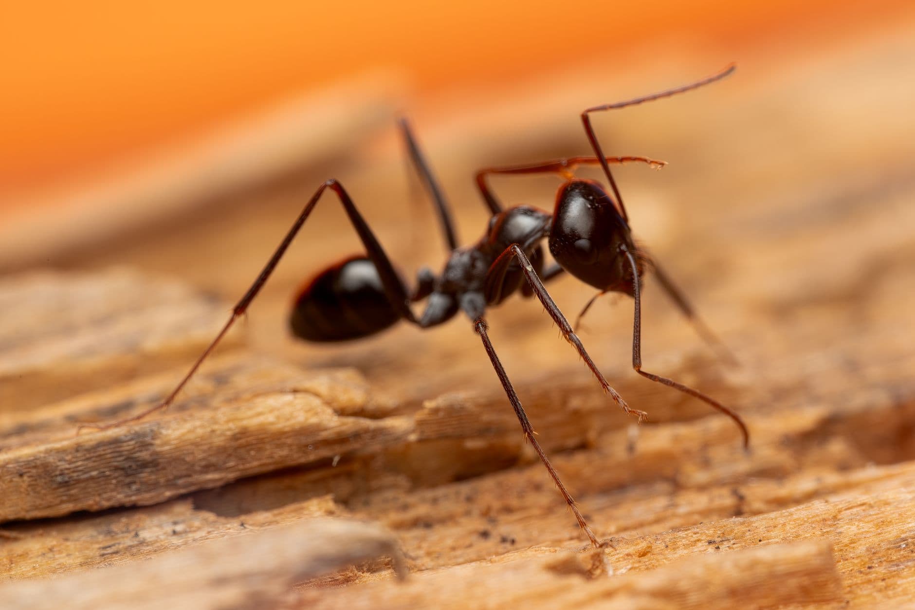 Close-up of an ant — most indoor ant activity is driven by exterior colonies