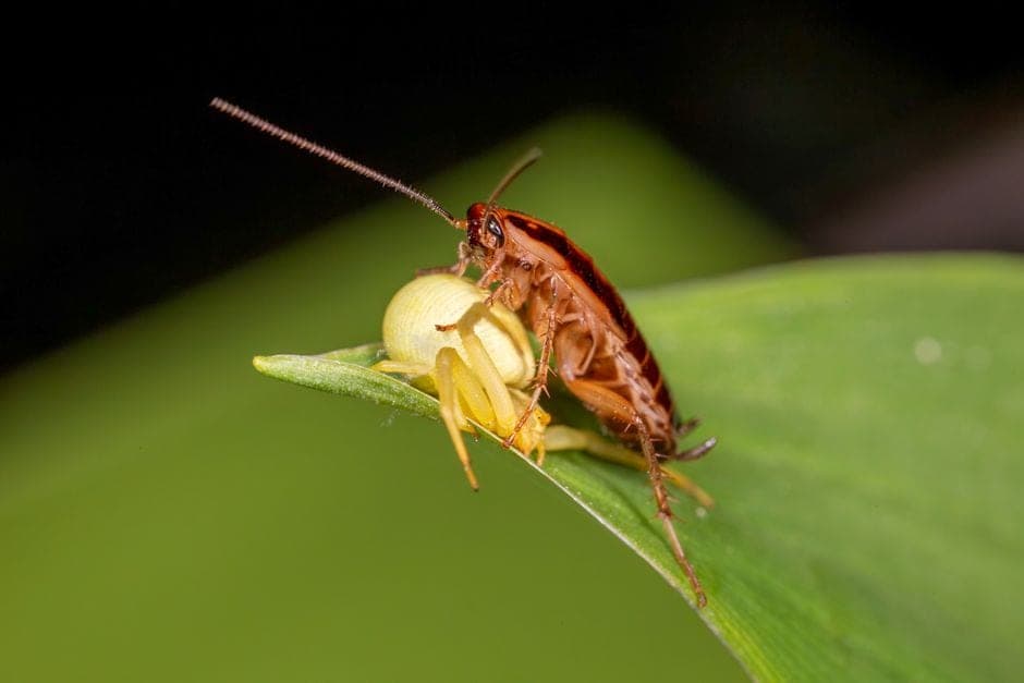 A crawling insect encountered inside a home