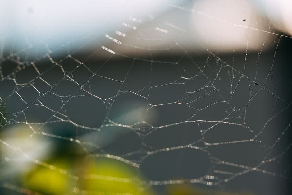 Spider control targets webbing and entry points around the home