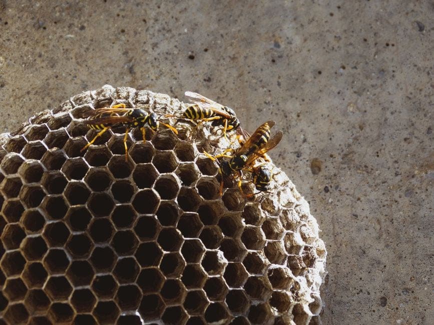 Stinging insect nests grow larger and more dangerous over time
