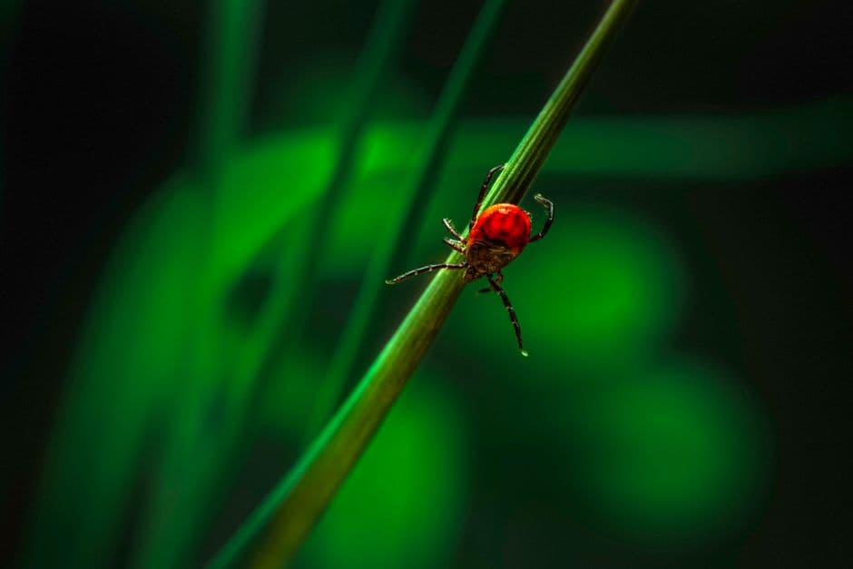 A tick on a blade of grass in a yard