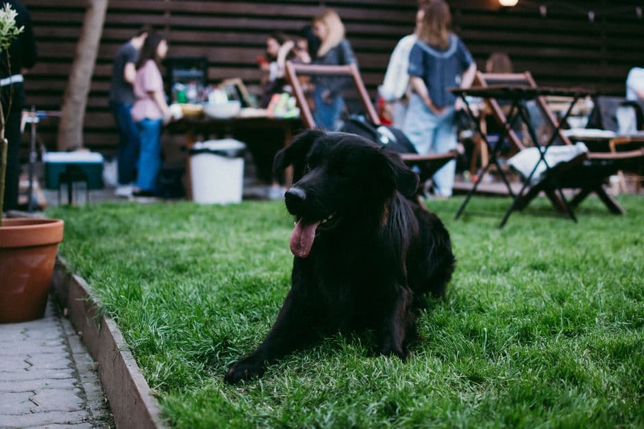 Tick control matters for families and pets in the region