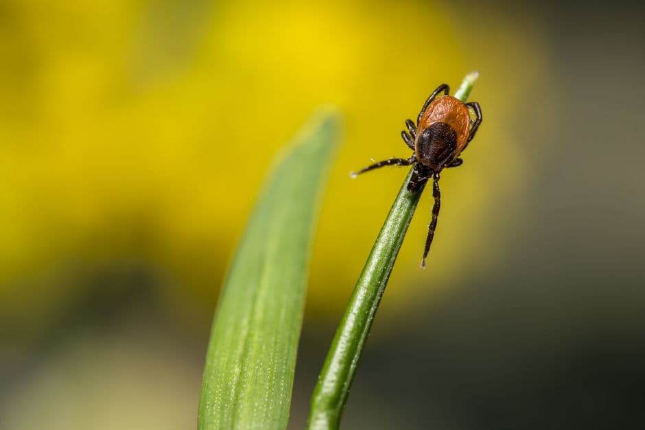 The type of tick control that works best for a property