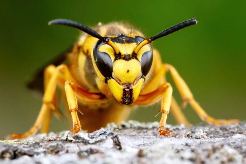 macro-shot-of-a-wasp-against-a-green-background