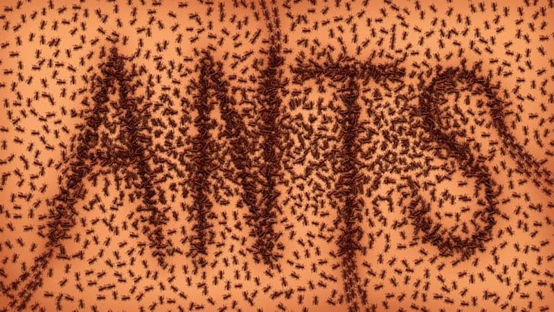 Ant infestation