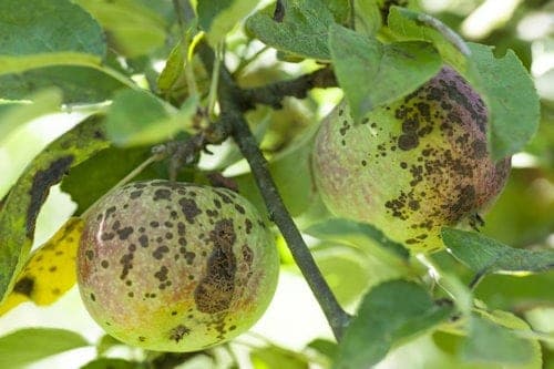 apple scab