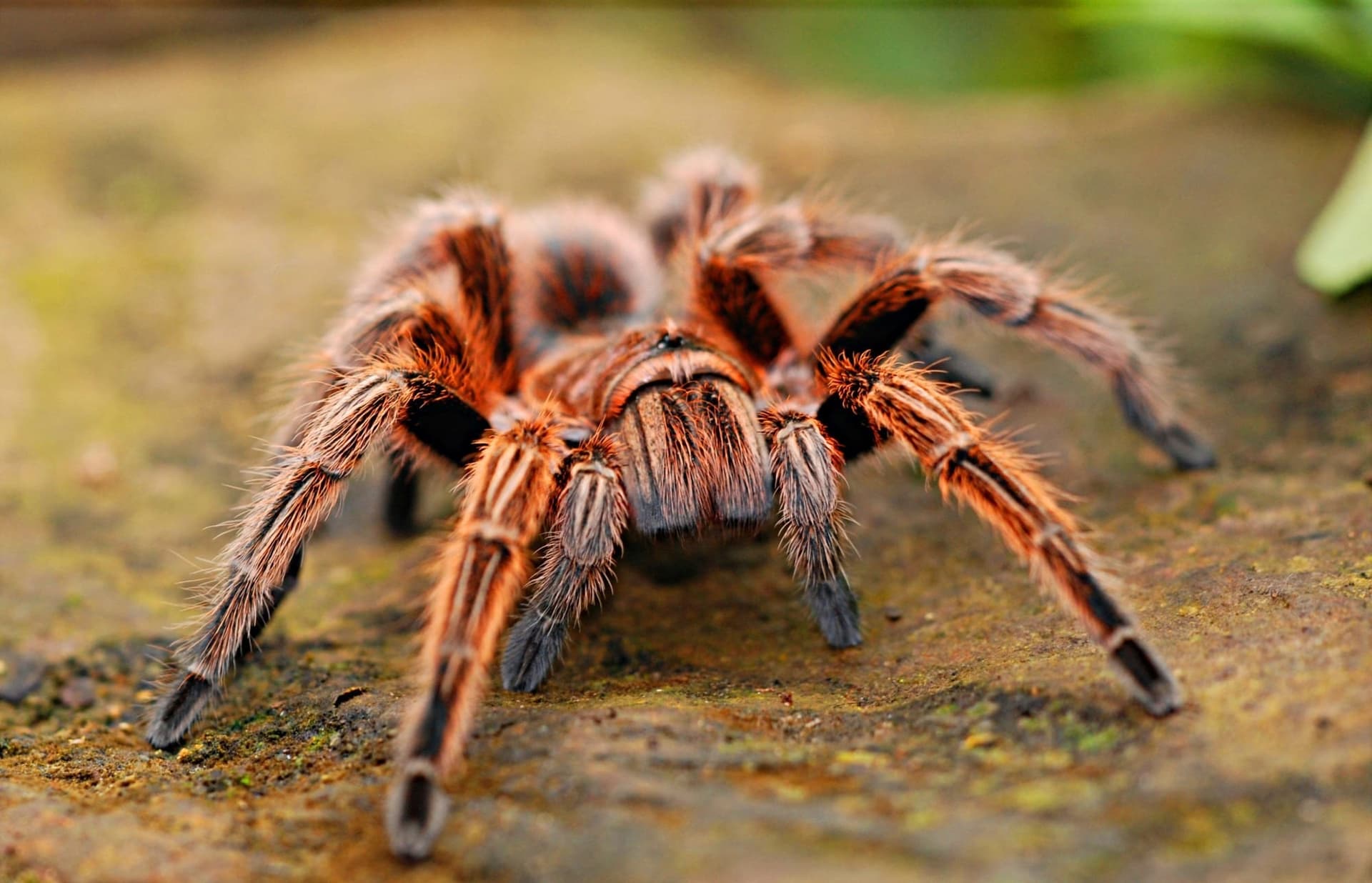 Big Spider