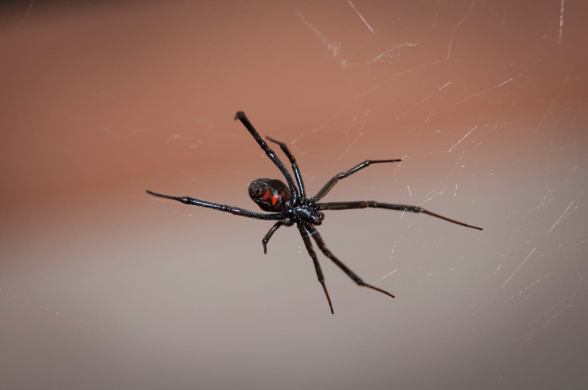 Recommended Spider Control Services