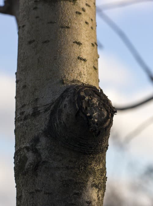 Botryosphaeria Canker