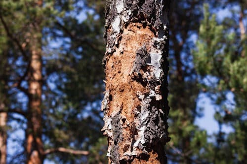 Bronze Birch Borer Damage