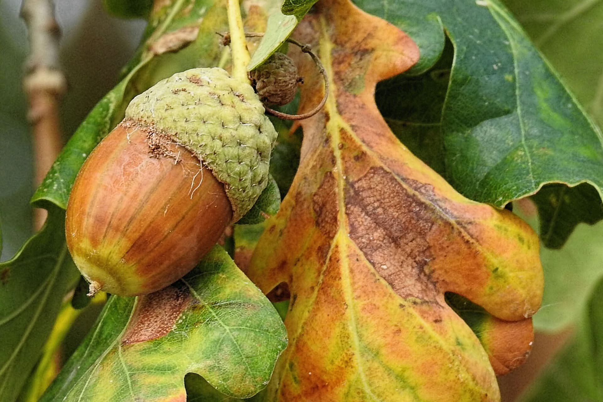 Bur oak blight