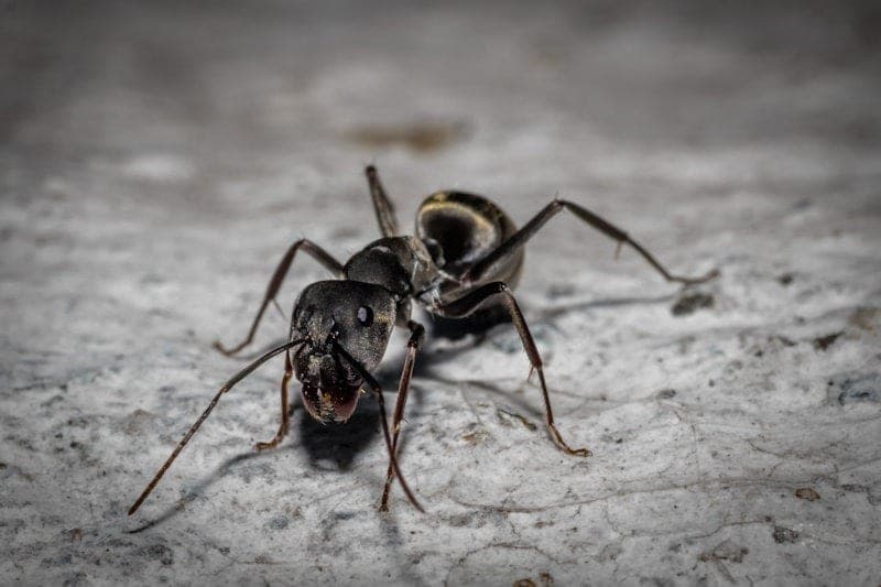 Carpenter Ant
