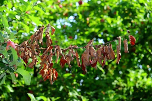 fire blight