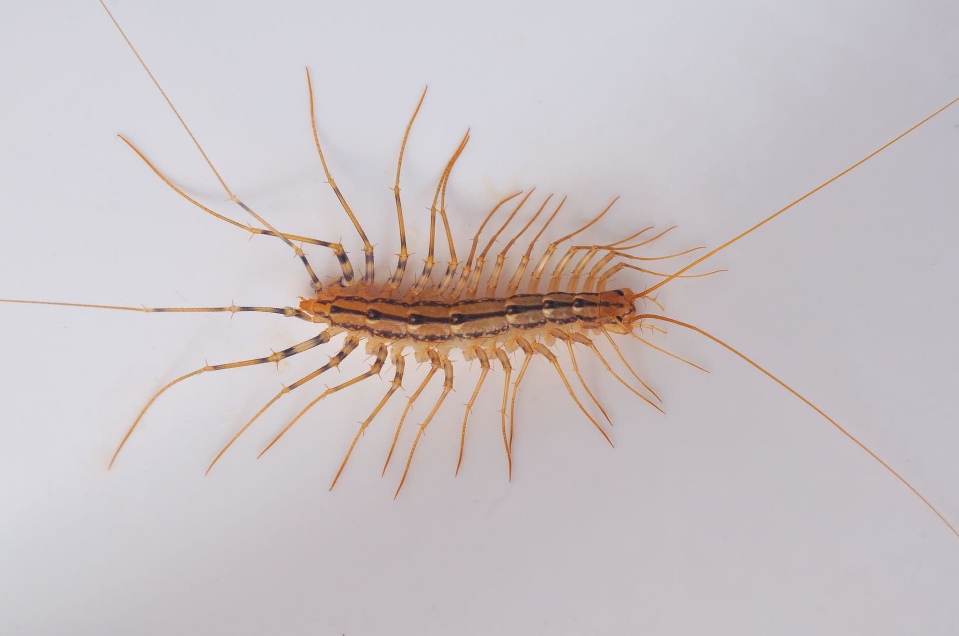 House centipede