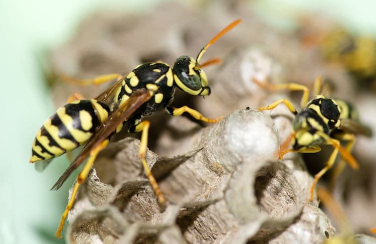 A paper wasp, a common stinging insect in Southern Maryland and Northern Virginia
