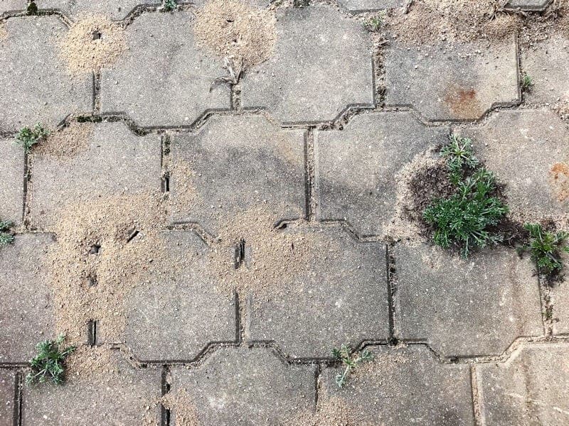 Pavement Ants