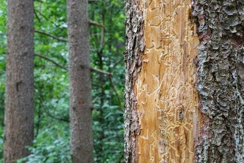 Pine Bark Beetle