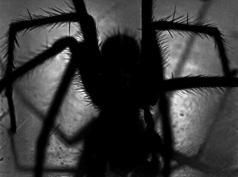spider