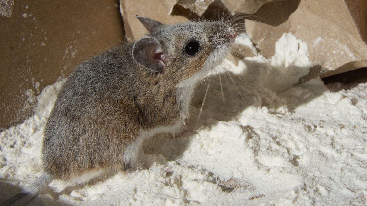 That Mouse Isn't as Cute as He Seems How to Control Rodent Infestations