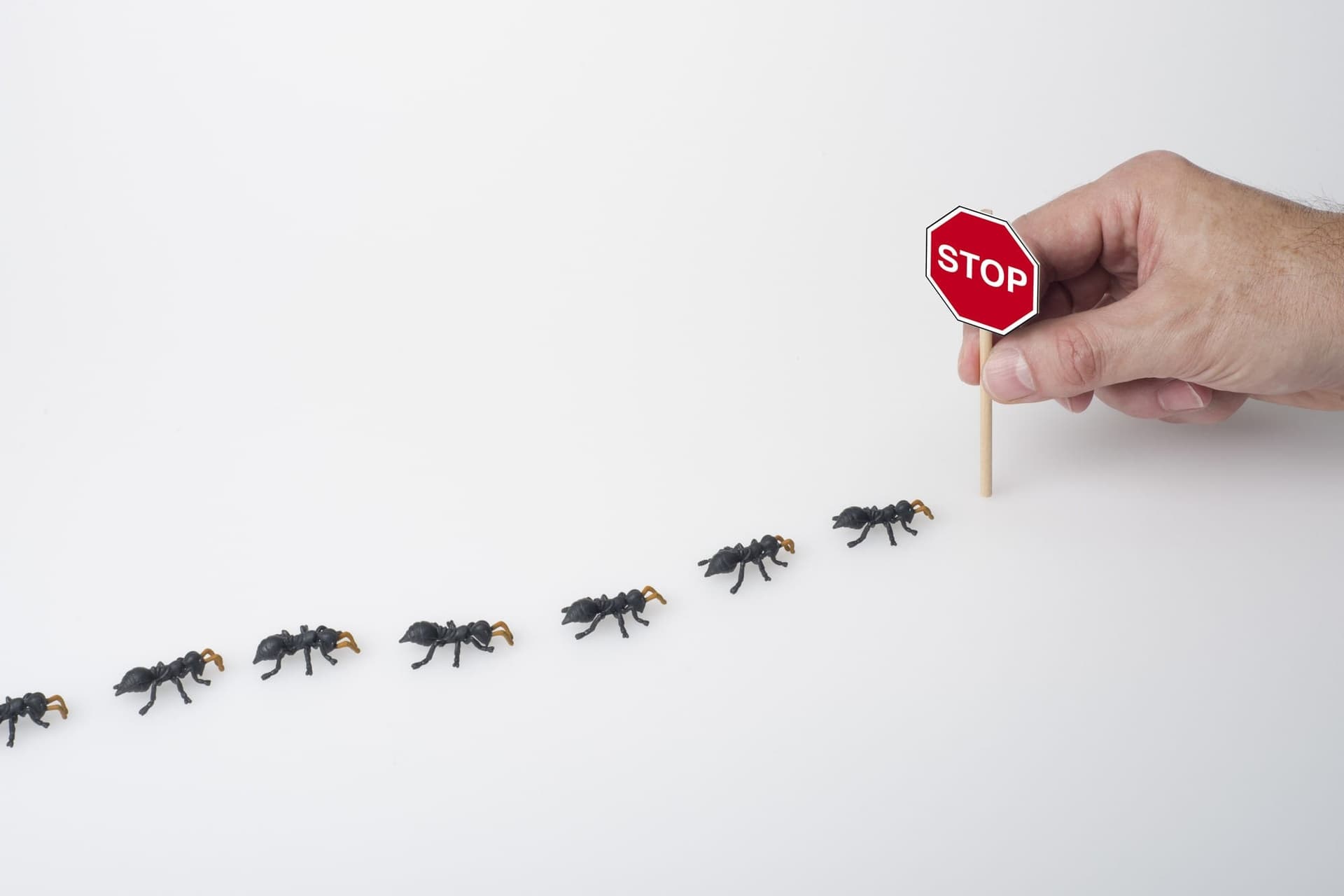 Ant Exterminator