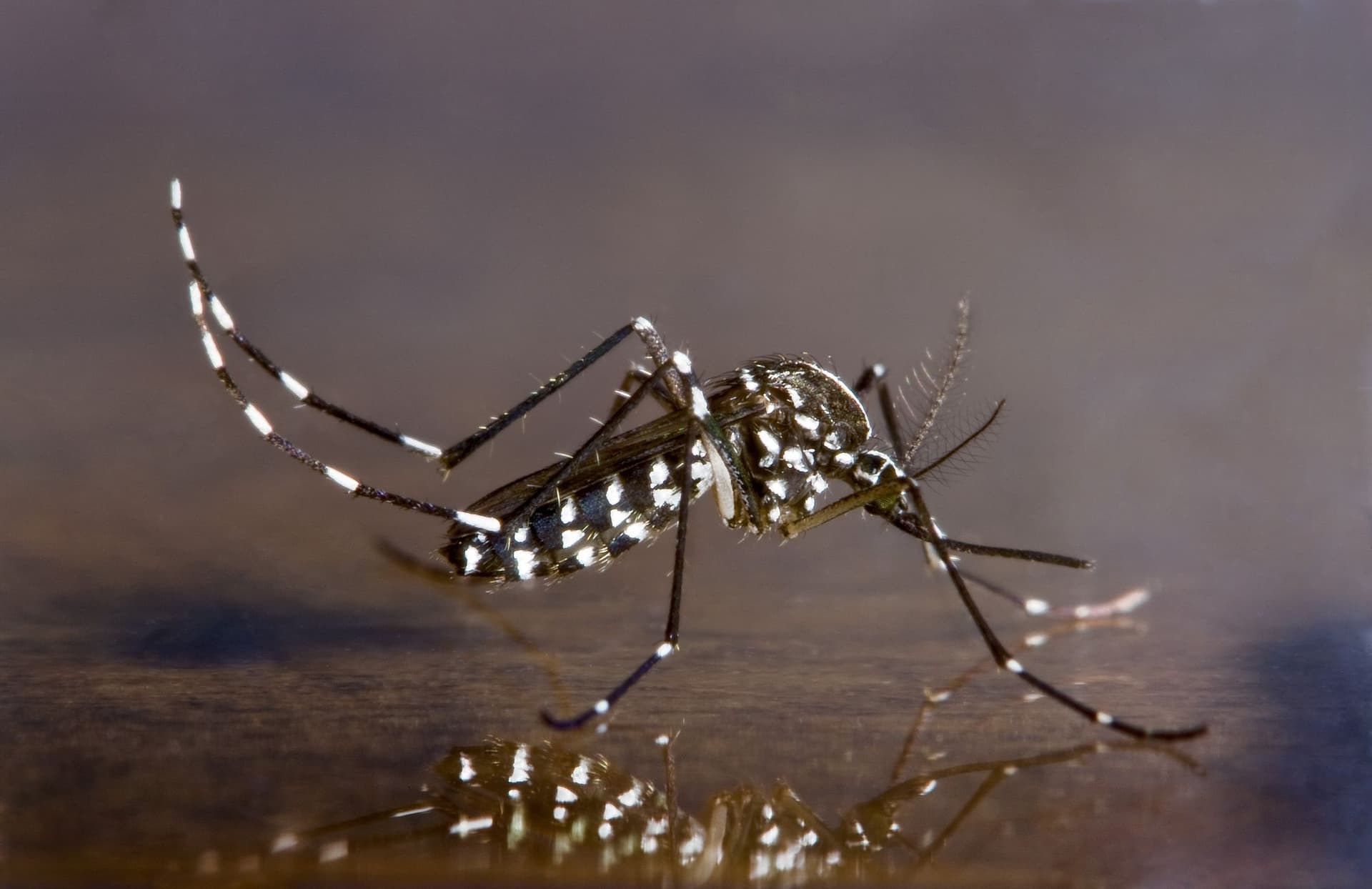 An Asian tiger mosquito, a common species in Southern Maryland and Northern Virginia