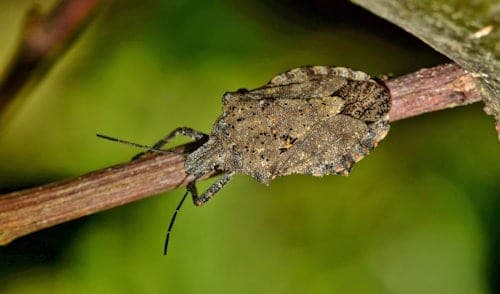 bug-stink-bug-rough-stink-bug