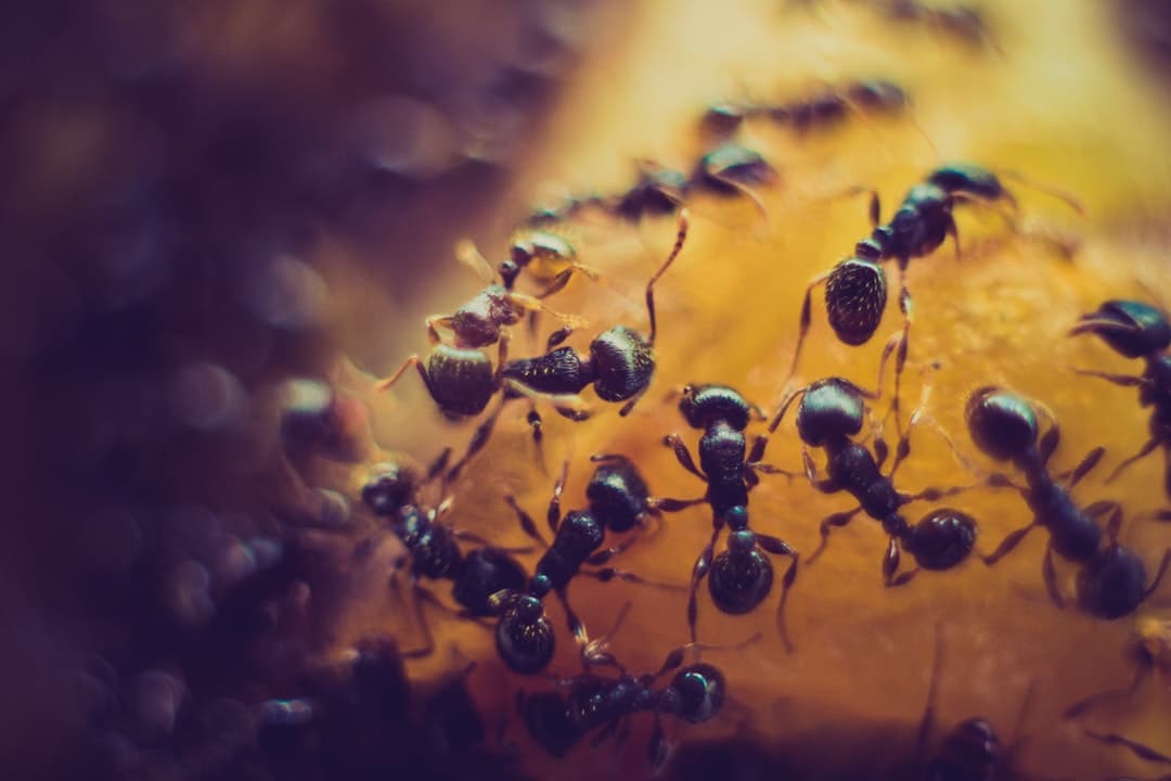 Ants — pest control in Southern Maryland & Northern Virginia