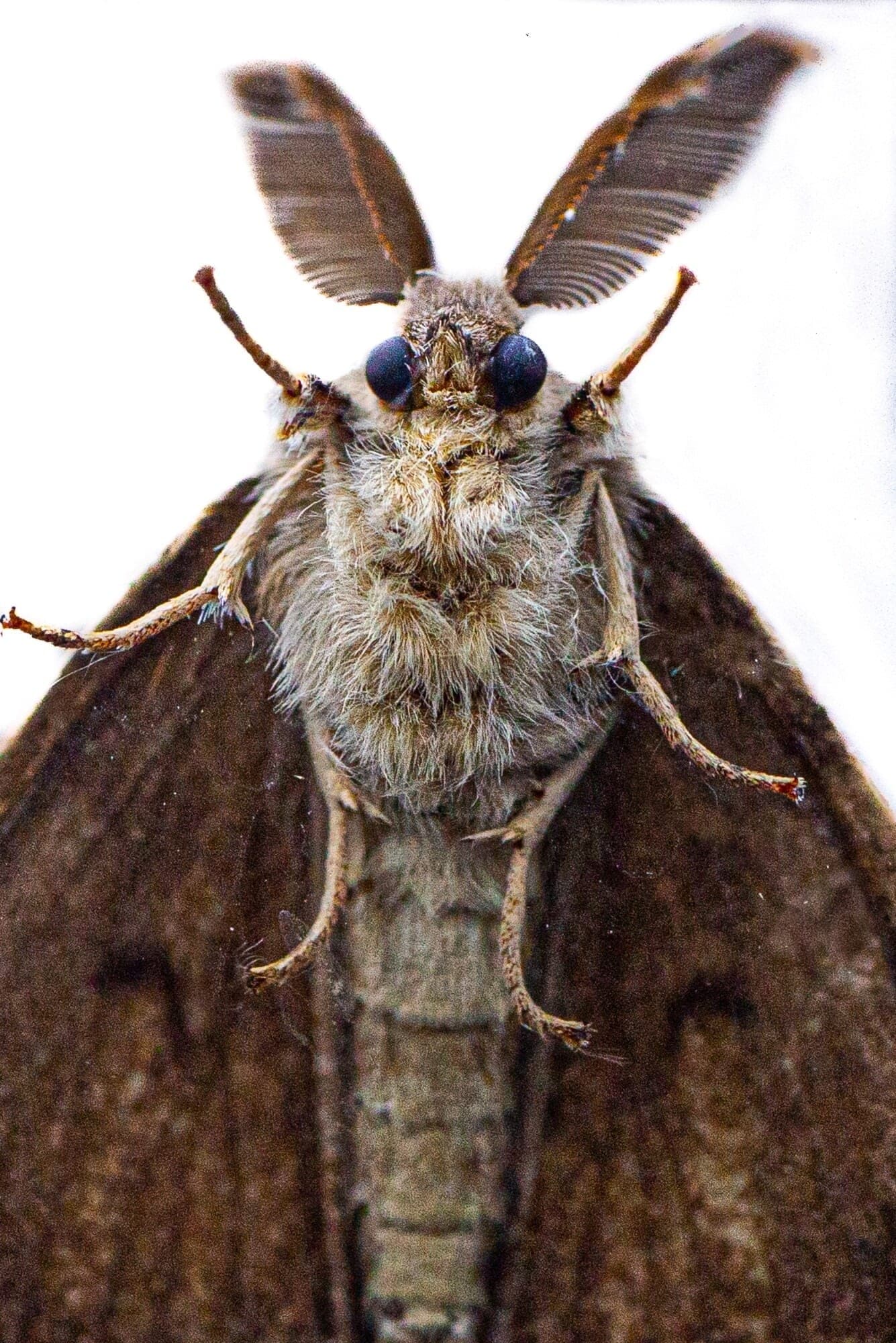 gypsy moth