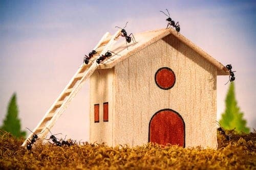 Ant Control