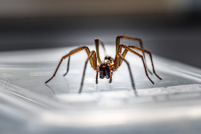 A close-up portrait of a common house spider