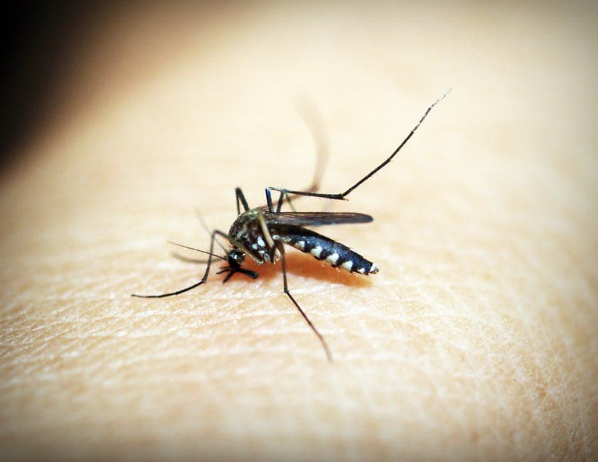 Mosquitoes