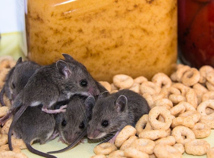 mouse babies