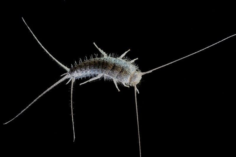 A silverfish, one of the common general crawling insects found in Southern Maryland and Northern Virginia homes