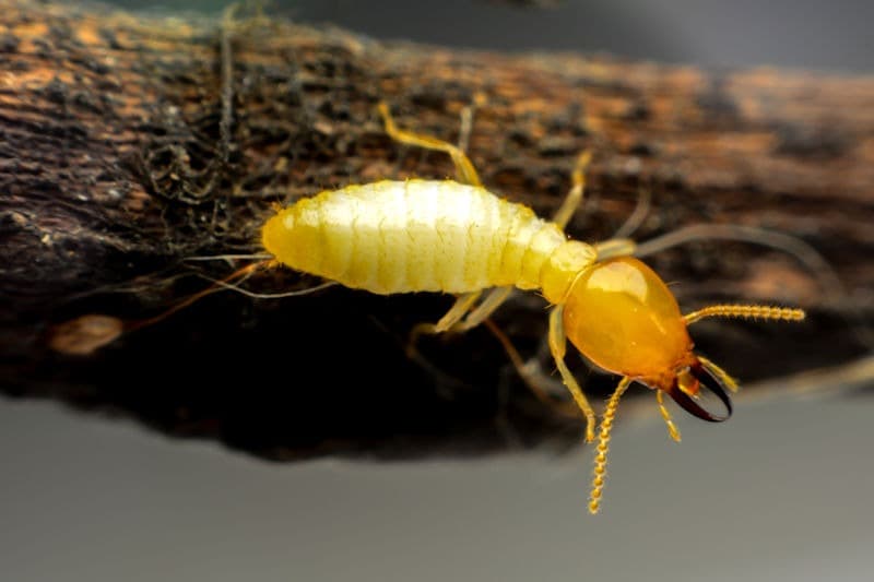 Termites — pest control in Southern Maryland & Northern Virginia