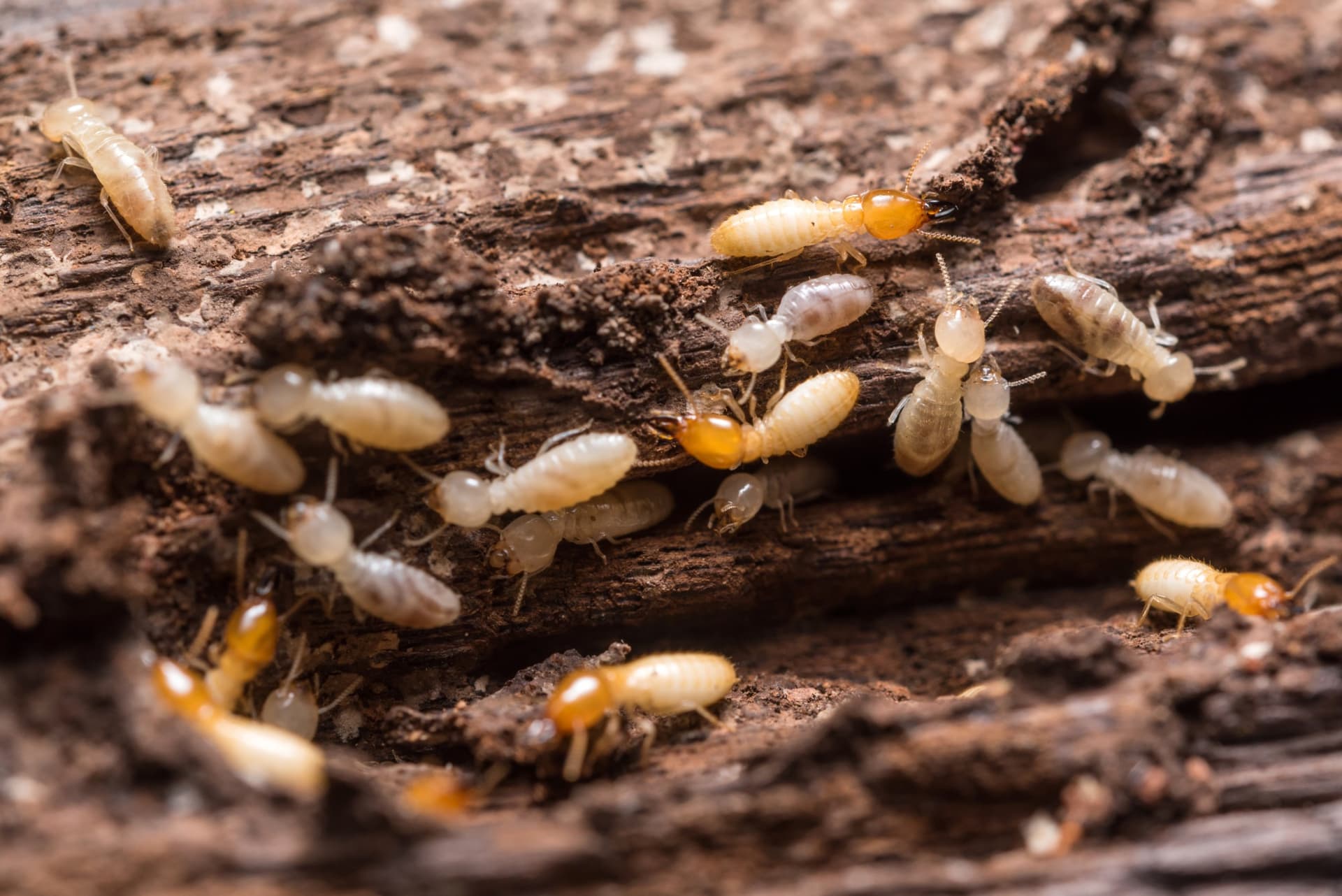 Close-up of termite activity near a home's foundation