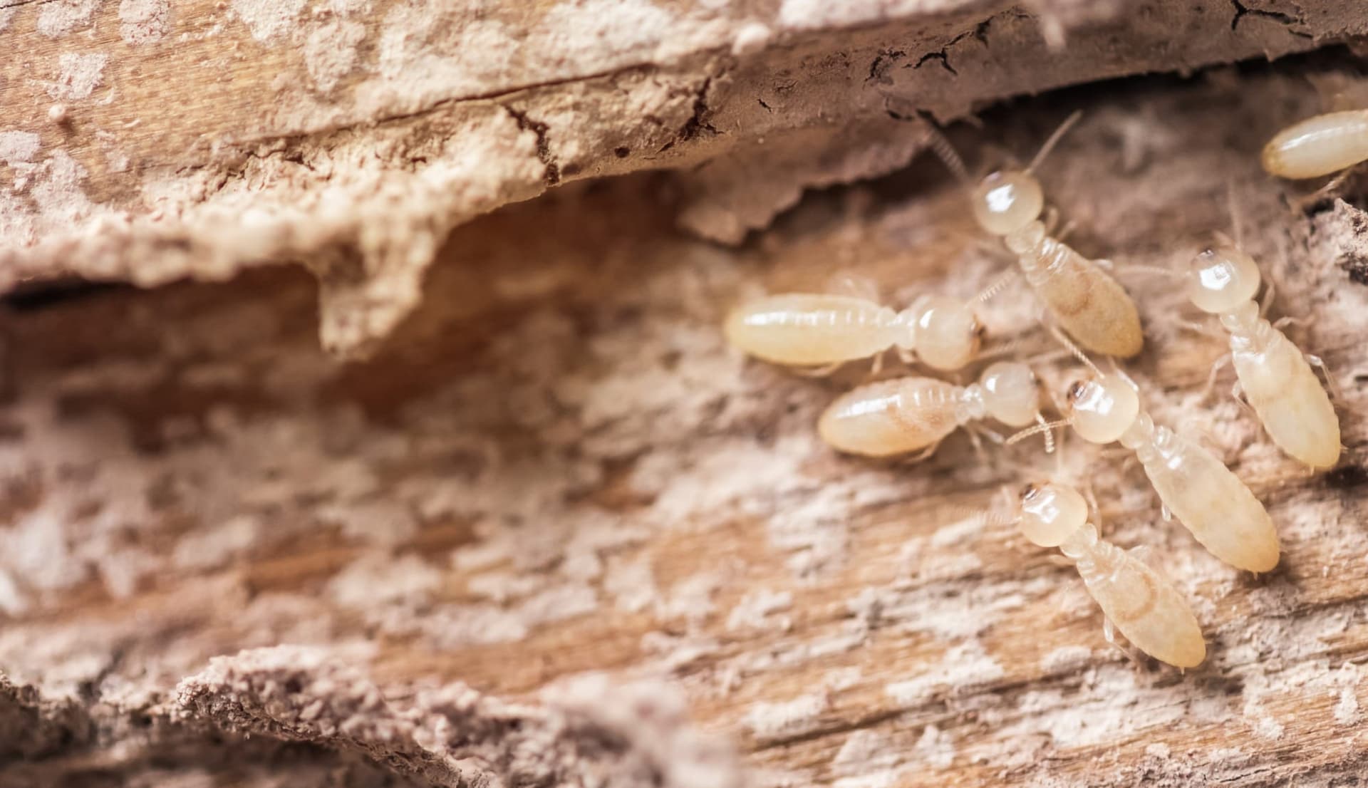 Termites