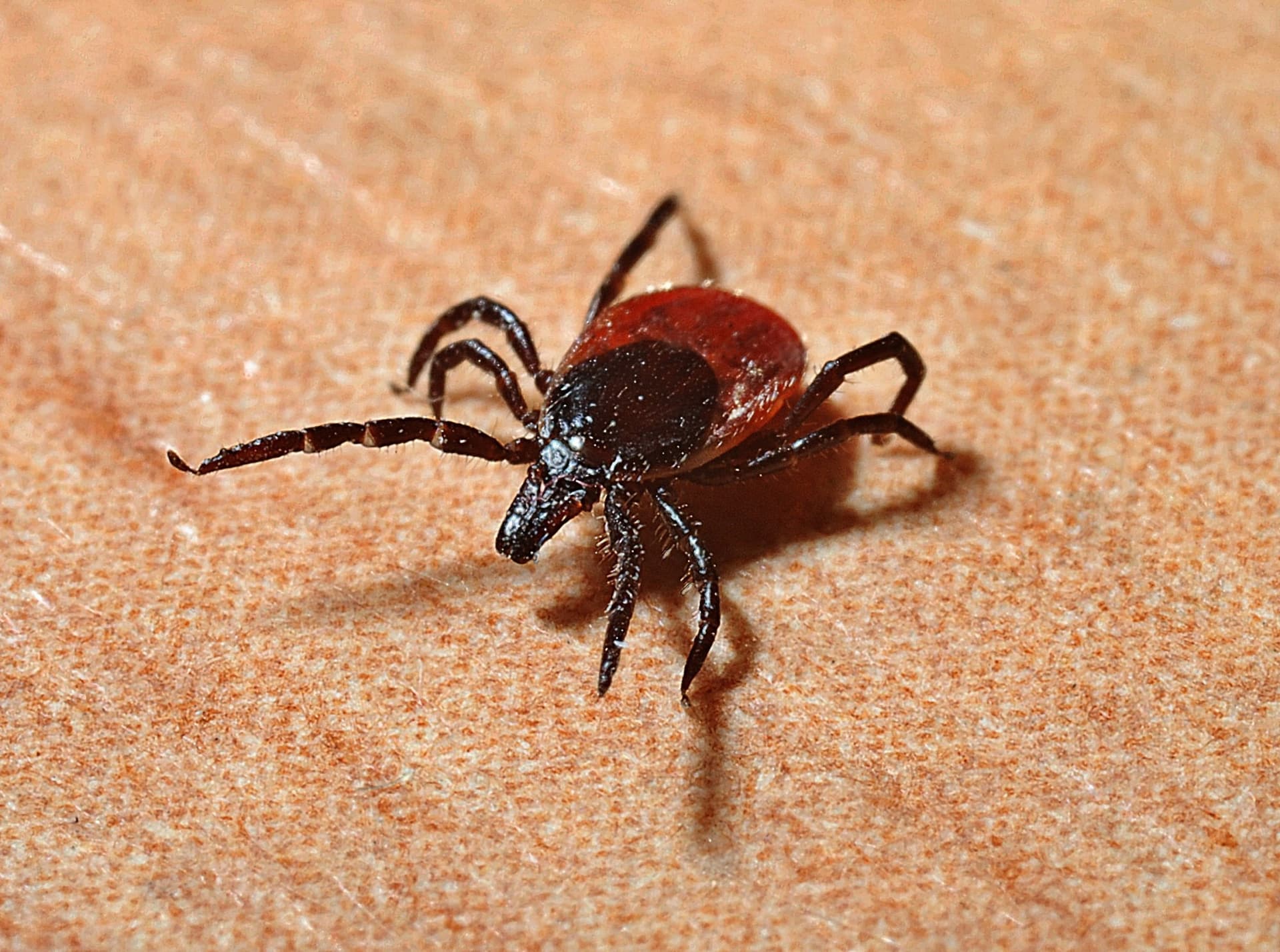 tick-lyme-disease-tick