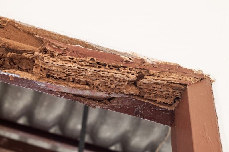 What Type of Termite Control Works Best?
