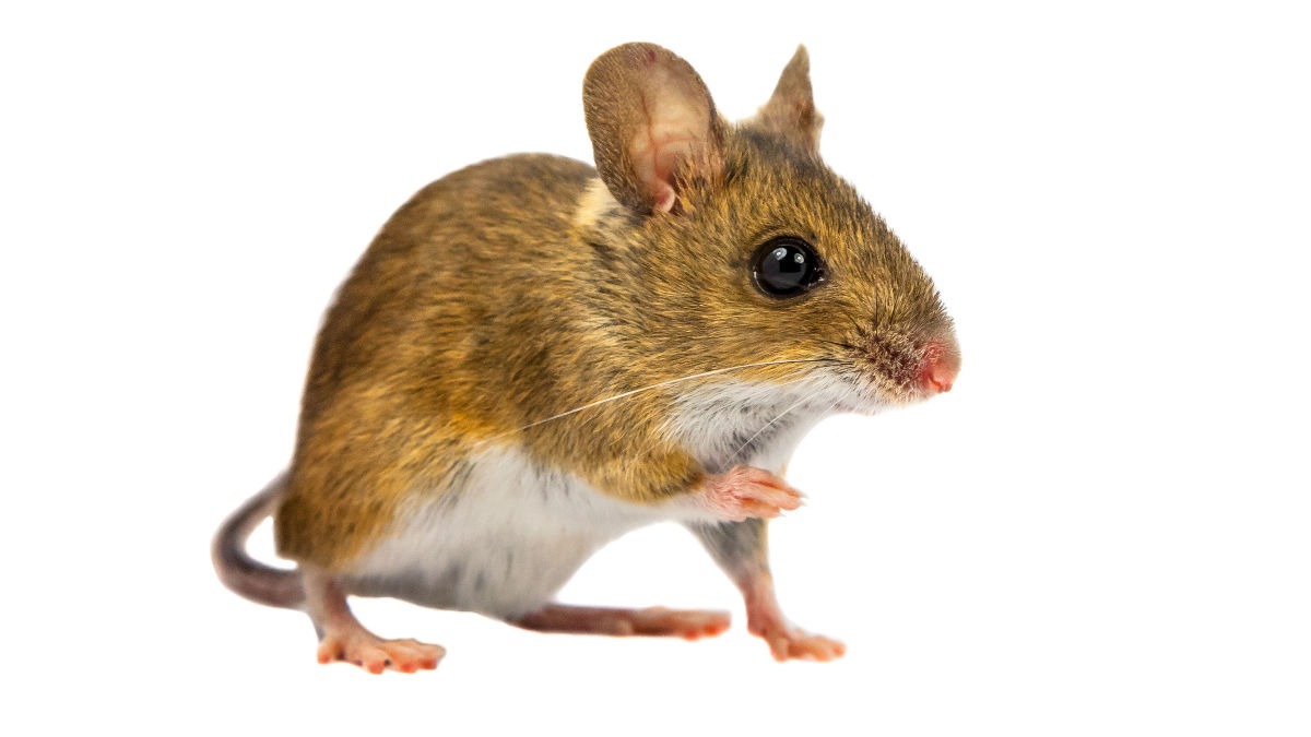 The White-Footed Mouse - Things You need to Know