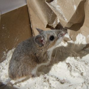 White Footed Mouse