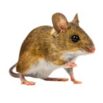 Planet Friendly Pest Control Rodent Control