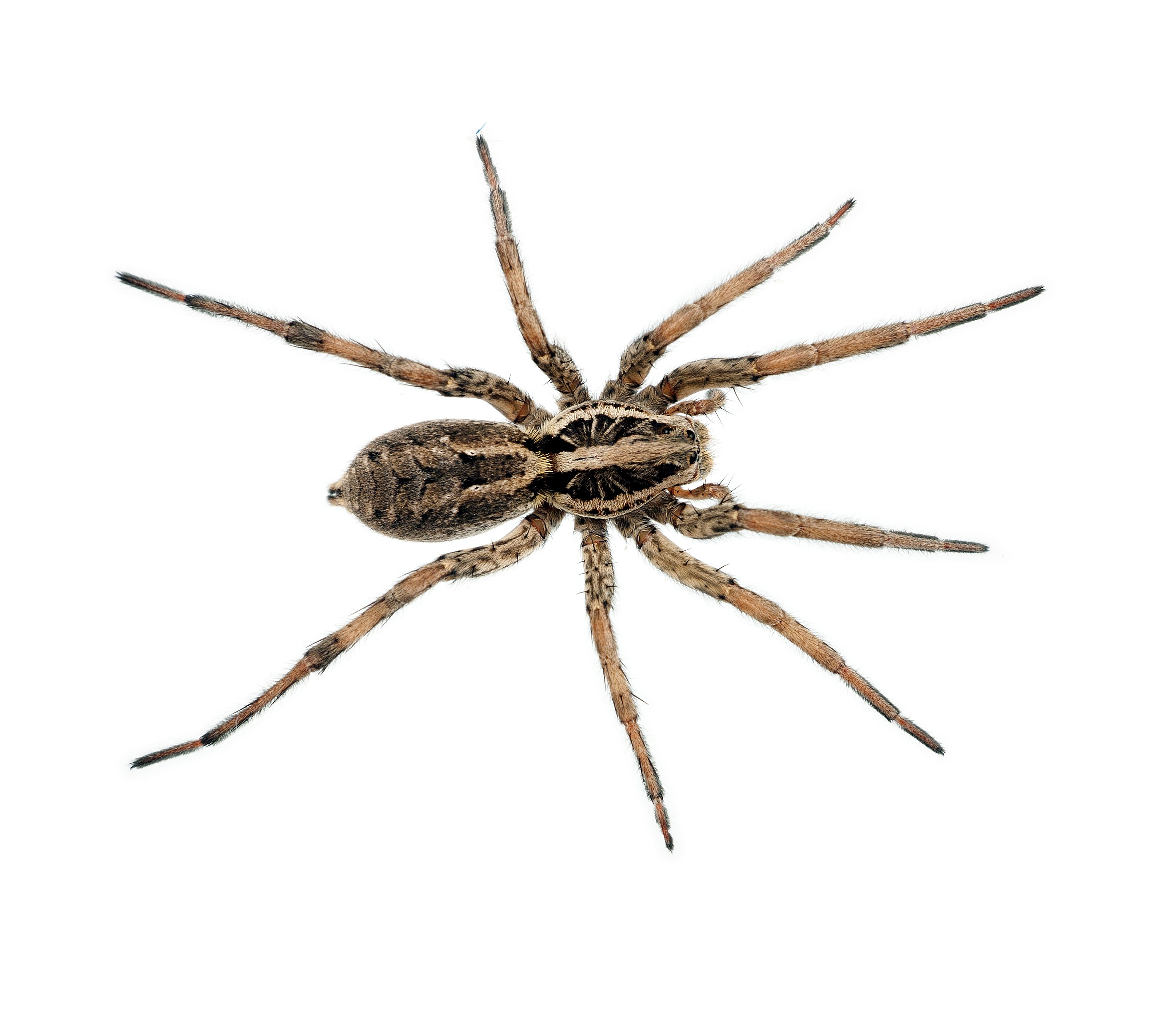 Five ways to reduce spider populations in and around your home