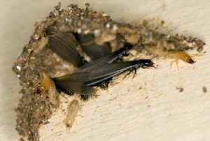Subterranean Termites 