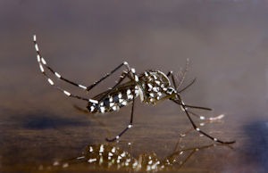 Aedes Albopictus – The Asian Tiger Mosquito