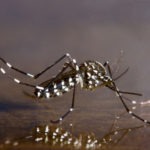 Aedes Albopictus 