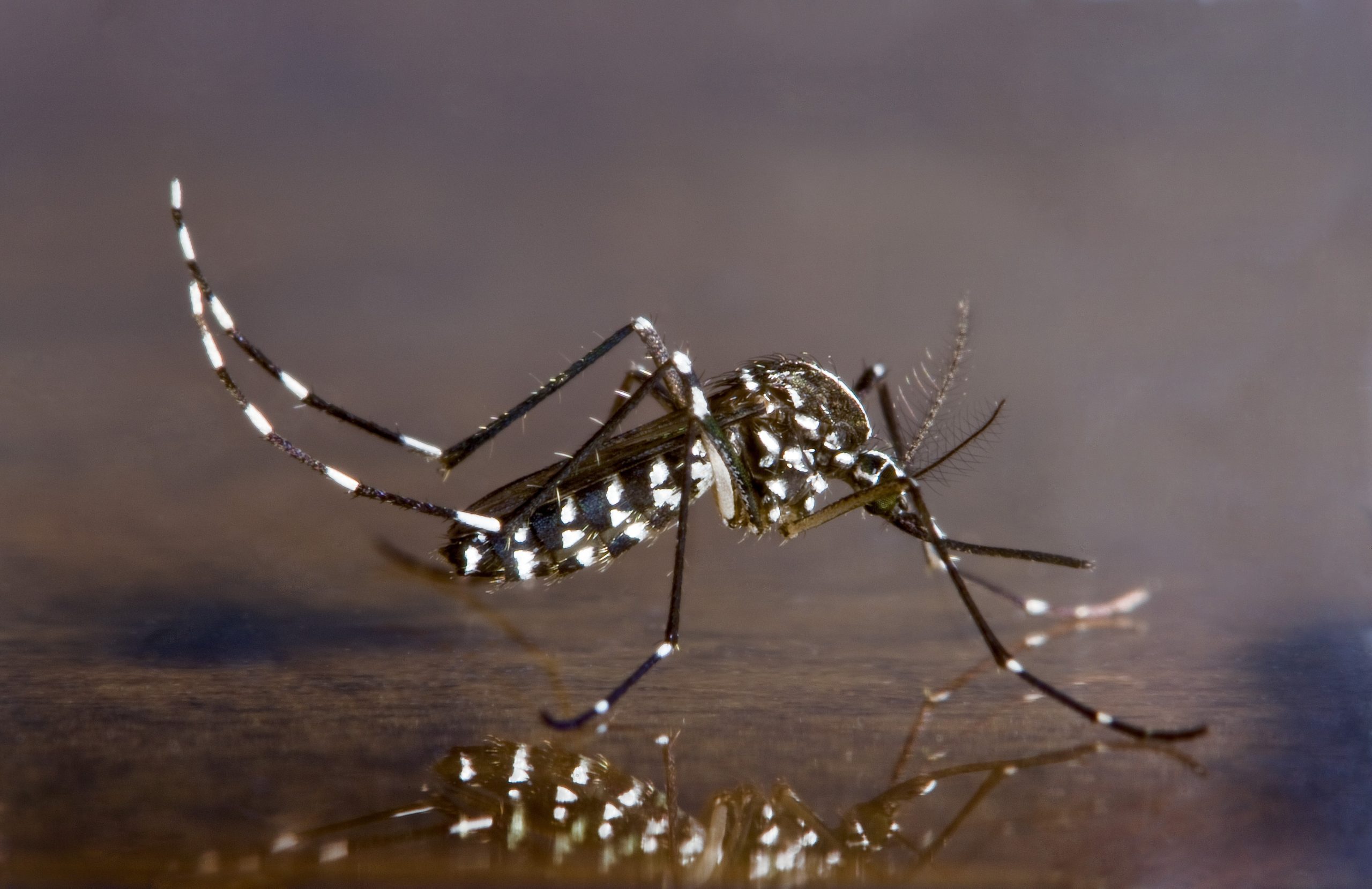 Mosquito Control – What Should We Do?