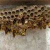 Paper Wasps